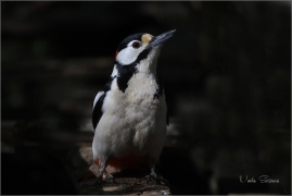 <p>STRAKAPOUD VELKÝ (Dendrocopos major) - /Great spotted woodpecker – Buntspecht/
</p>